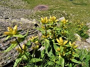 52 Gentiana punctata (Genziana maculata) con vista su laghetto quest'anno in secca 